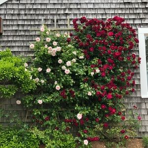 Meet your Posher, Madelynn